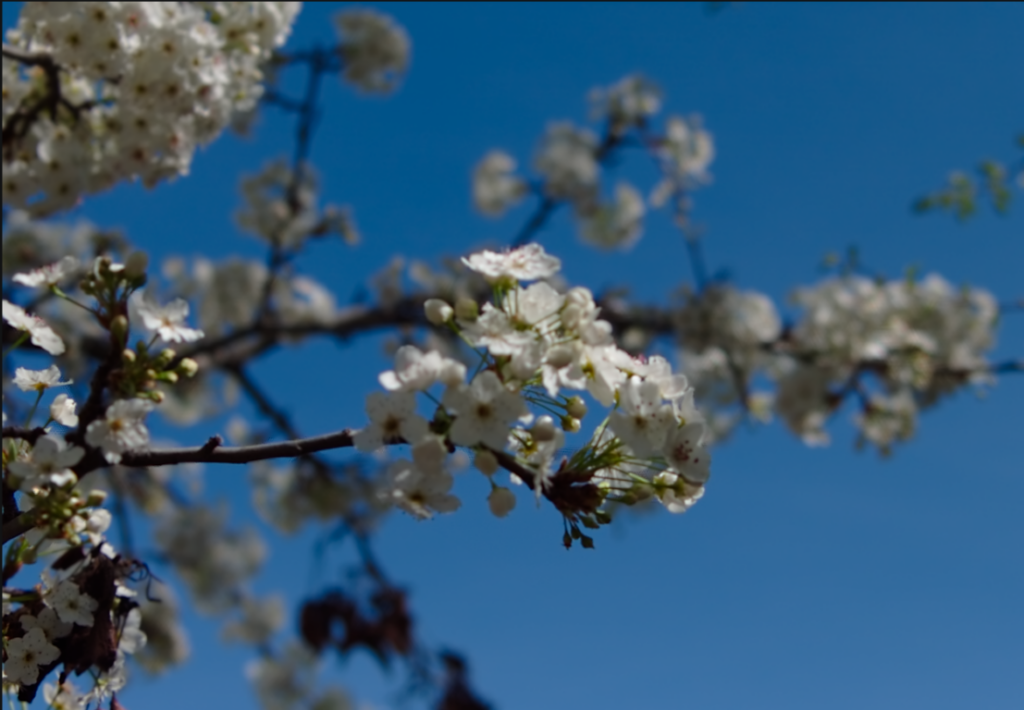 Stanford大学のLytro Light Field Archive の花のデータ
